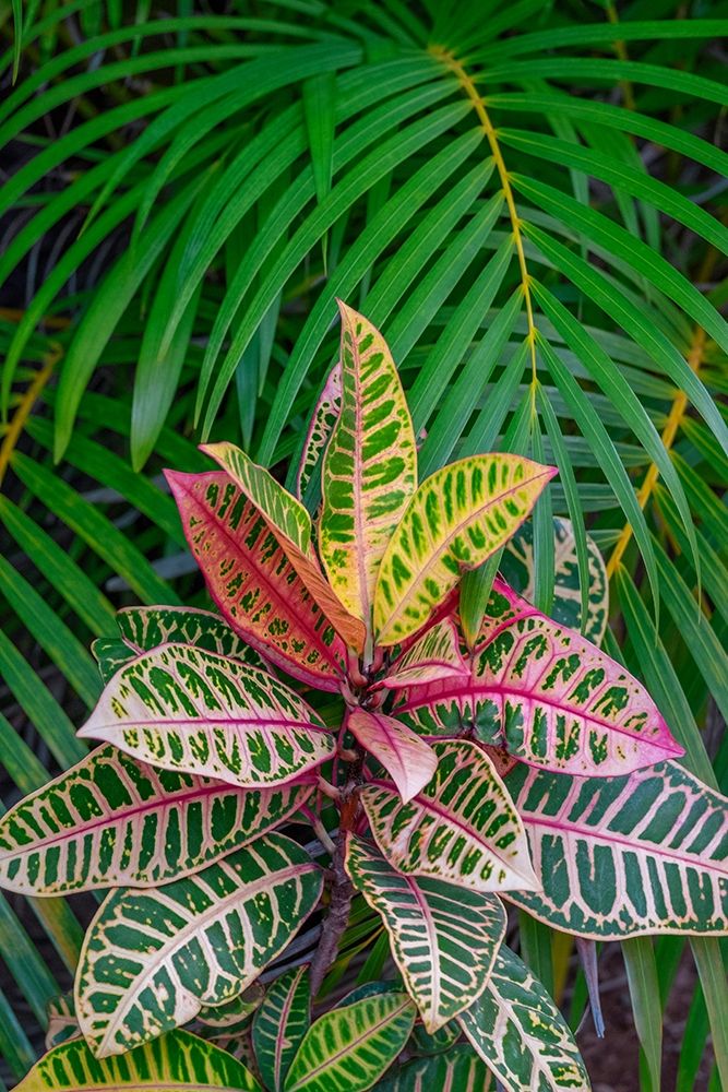 Palm fronds and Croton plants